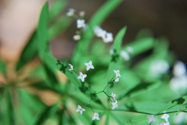 Galium o Asperula? Galium del gr. sylvaticum